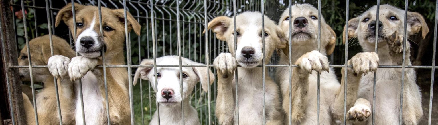 Adoptati animale din adaposturi