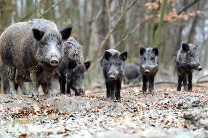 Focar de pesta porcina africana la mistreti pe fundalul unei vanatori din Valea Jiului