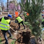 A inceput plantarea de puieti in Parcul Central