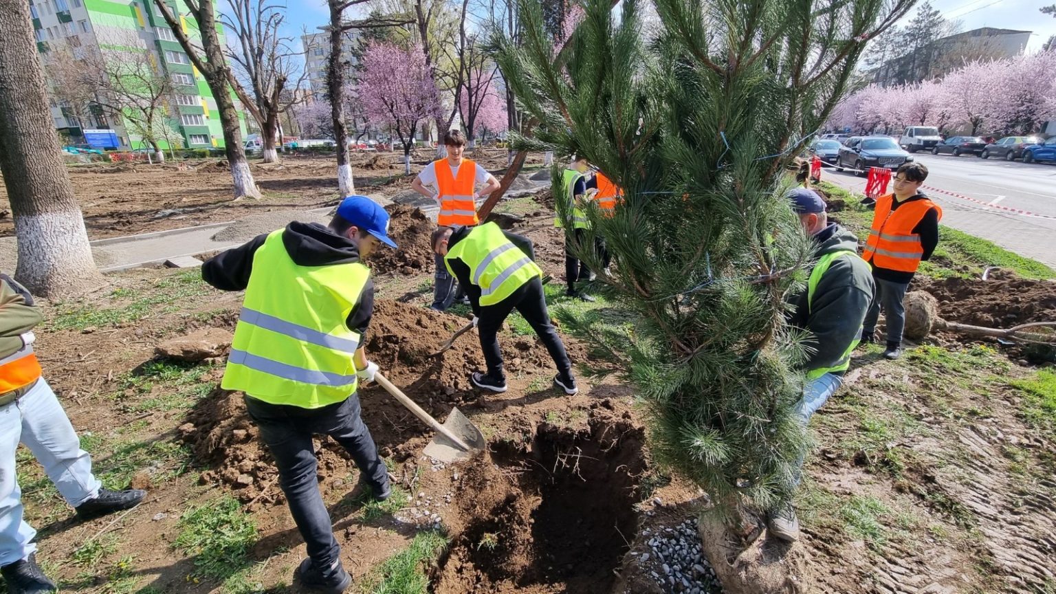 A inceput plantarea de puieti in Parcul Central