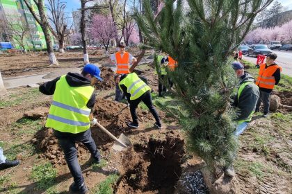 A inceput plantarea de puieti in Parcul Central