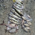 Actiune impotriva braconajului piscicol in Hunedoara confiscare de peste 40 kg de peste la Burjuc