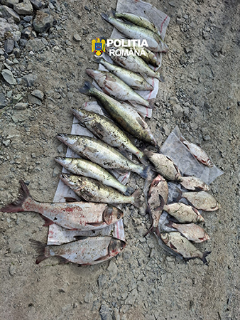 Actiune impotriva braconajului piscicol in Hunedoara confiscare de peste 40 kg de peste la Burjuc