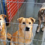 Ofera le o sansa Adopta de la distanza