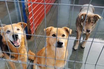 Ofera le o sansa Adopta de la distanza