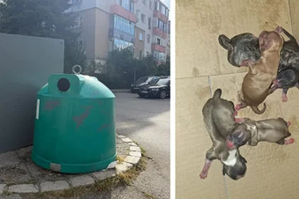 Cinci pui de câine abandonați la Deva. Suspectul, identificat în 24 de ore