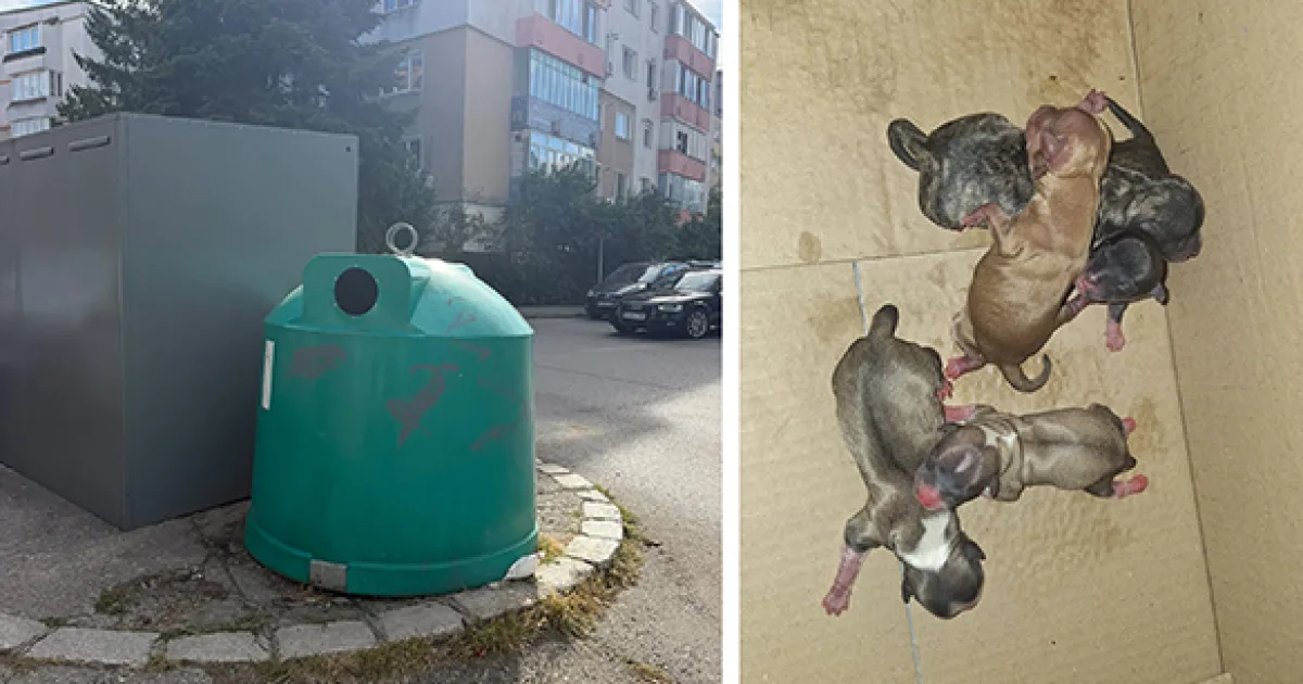 Cinci pui de câine abandonați la Deva. Suspectul, identificat în 24 de ore