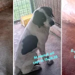 Sute de căței din adăposturile Hunedoarei așteaptă să fie adoptați gratuit