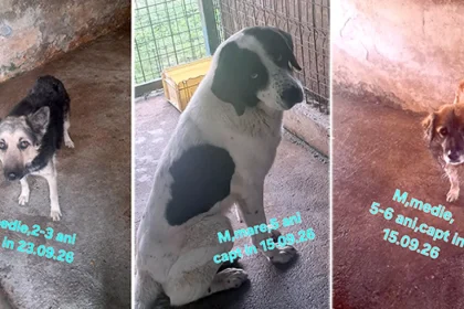 Sute de căței din adăposturile Hunedoarei așteaptă să fie adoptați gratuit