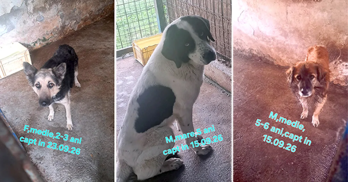 Sute de căței din adăposturile Hunedoarei așteaptă să fie adoptați gratuit