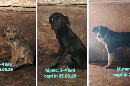 Centre de adopție pentru animale blănoase