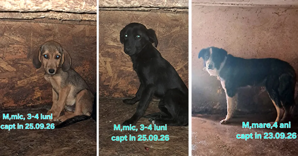Centre de adopție pentru animale blănoase
