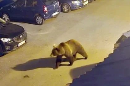Prezența unui urs, semnalată pe strada Zlaști din municipiul Hunedoara