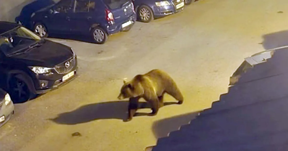 Urs semnalat pe strada Stângă Ioan Mircea din Hunedoara